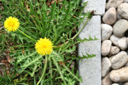 The Importance of Weed Control