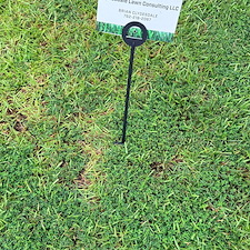 Top-Quality-Lawn-Care-Services-in-Richmond-Hill-GA 9